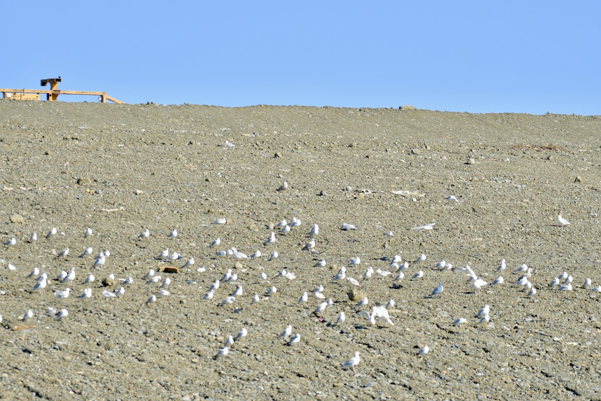שחף עקוד-מקור - ML644554285