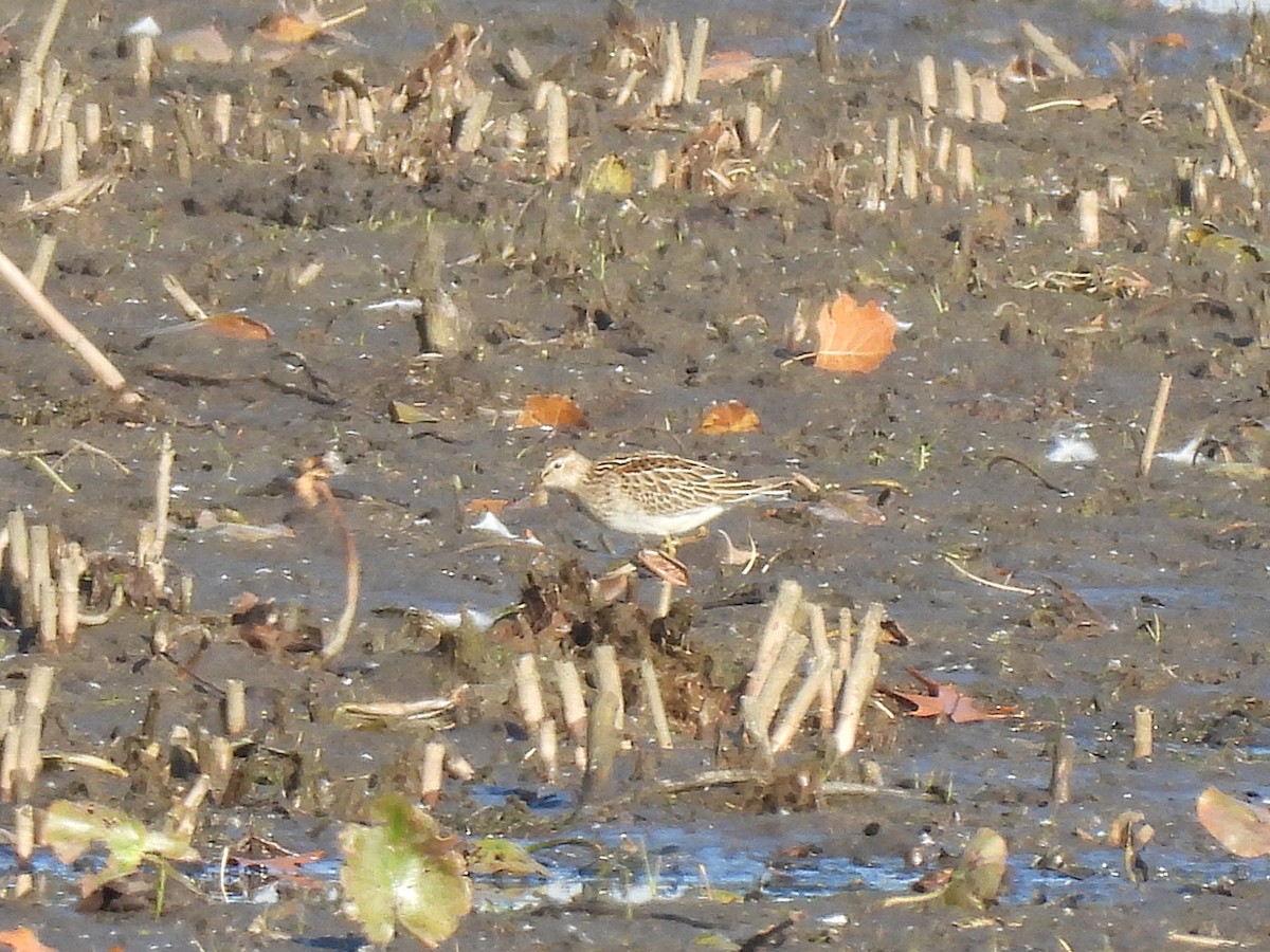 Txirri pektorala - ML644554286