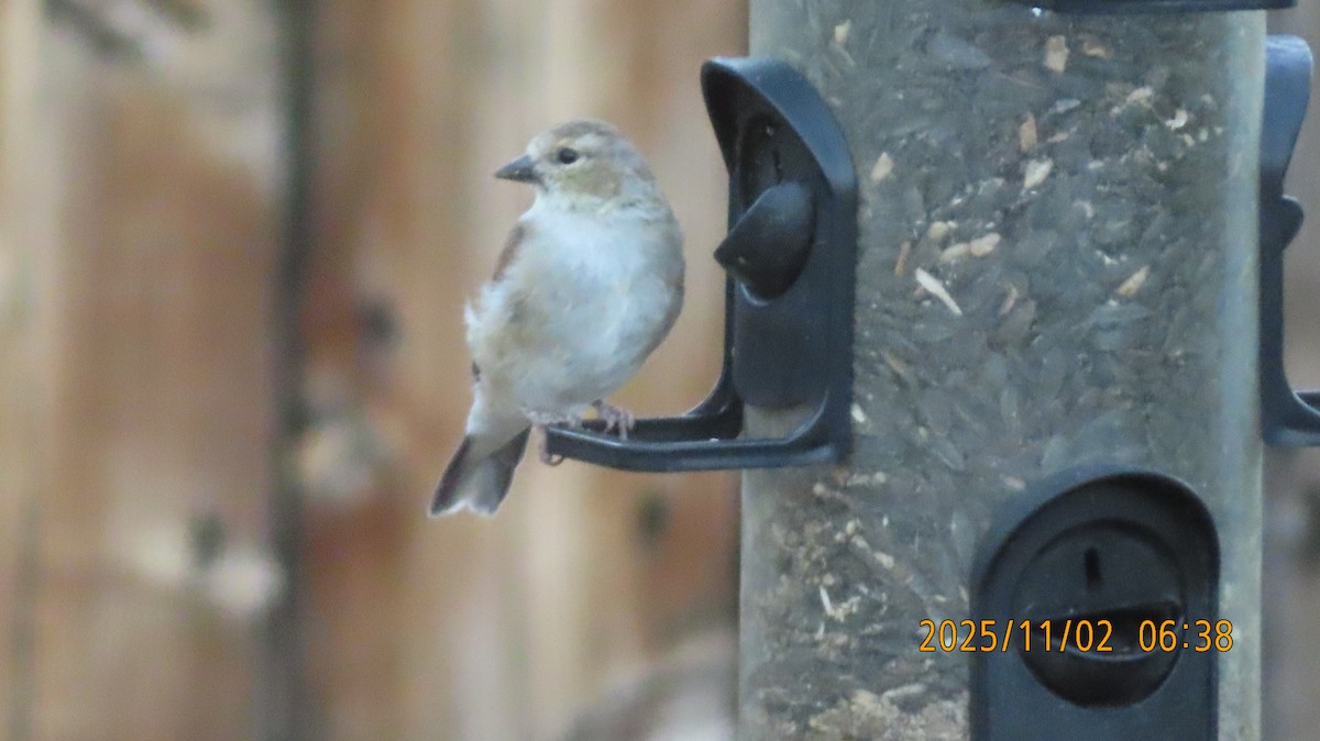 American Goldfinch - ML644554292