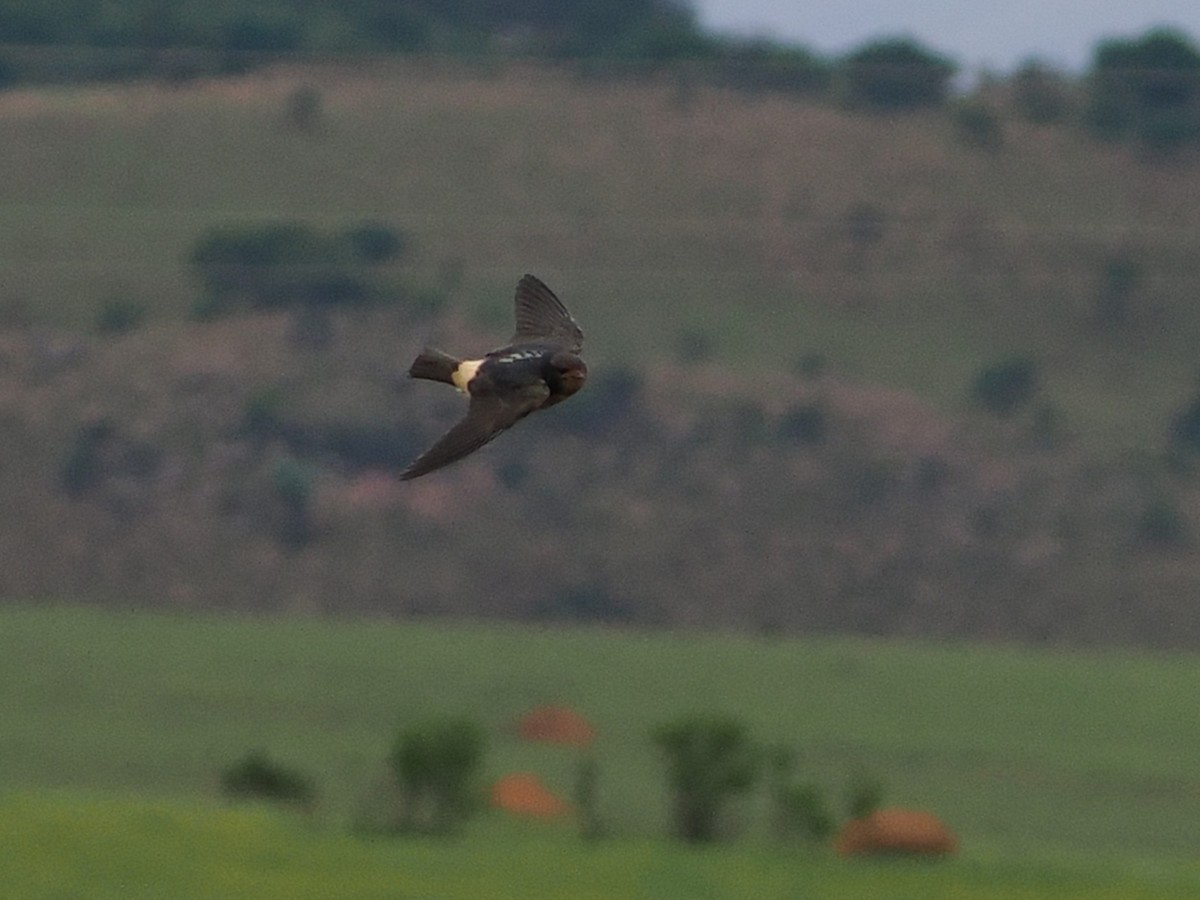 Klippenschwalbe - ML644554297