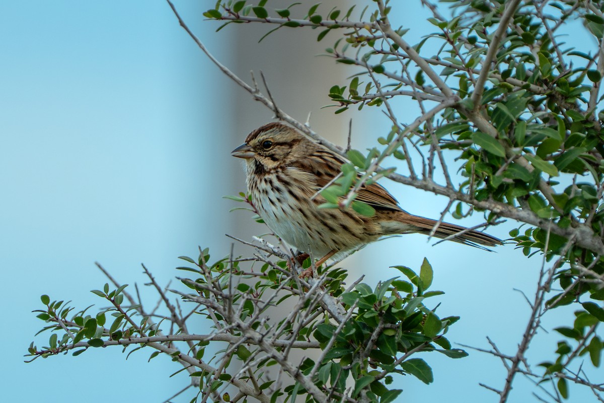 sangspurv - ML644554298