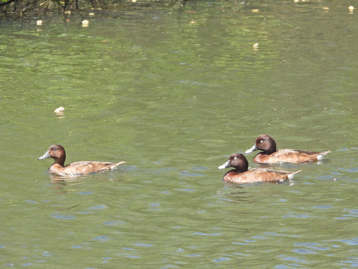 Hardhead - ML644554301