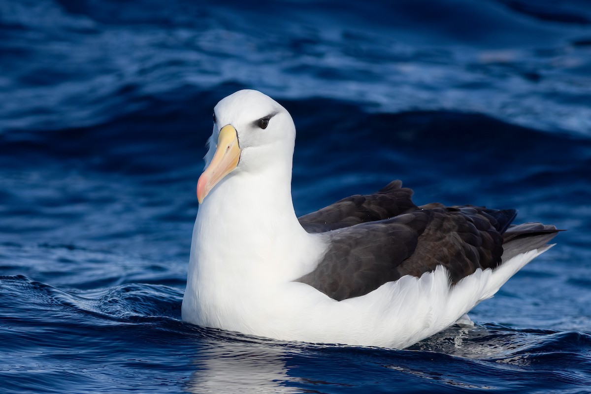 svartbrynalbatross (melanophris) - ML644554302