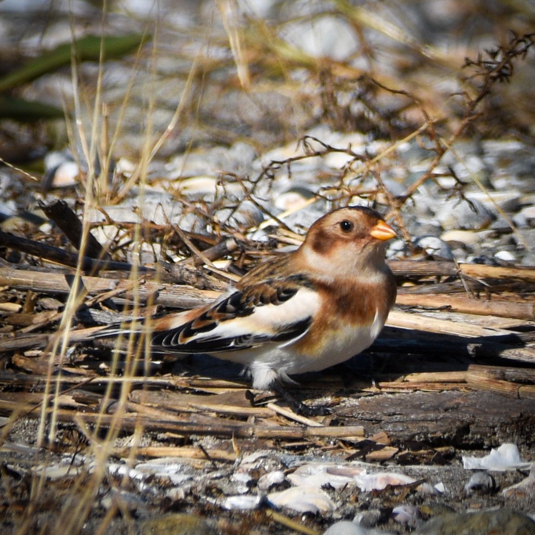 Snow Bunting - ML644554316