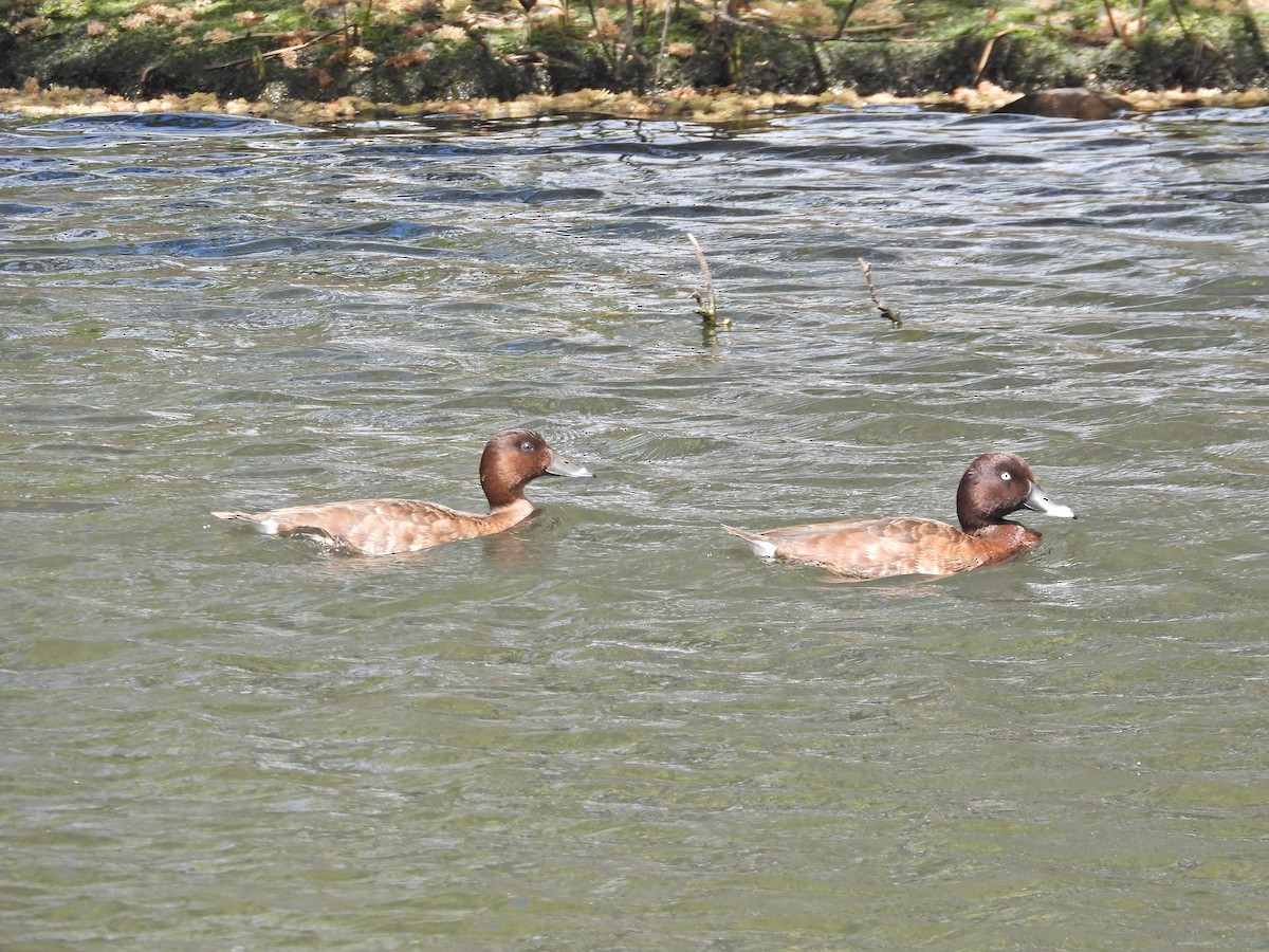 Hardhead - ML644554317