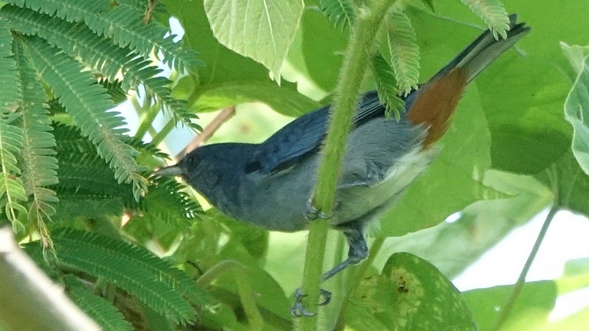Chestnut-vented Conebill - ML644554319
