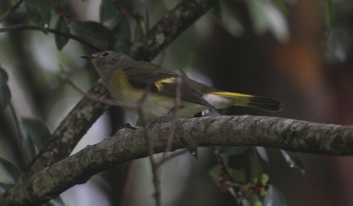 Kızıl Kuyruklu Ötleğen - ML644554323