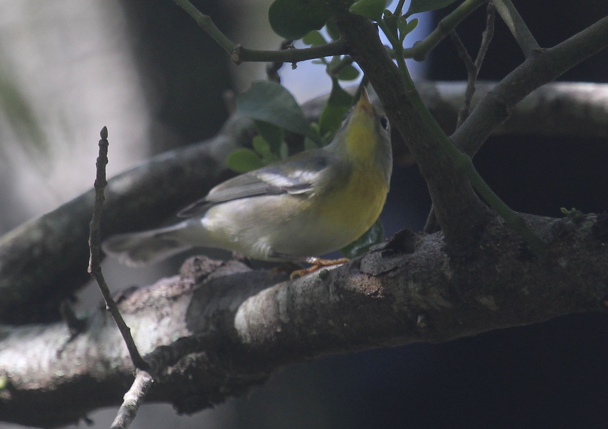 Northern Parula - ML644554337