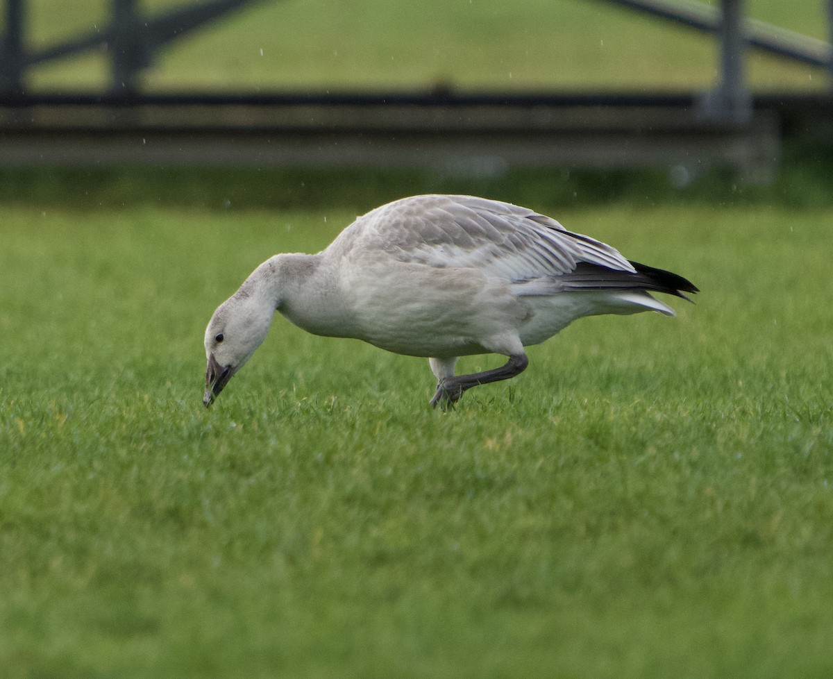 Цасны галуу - ML644554338