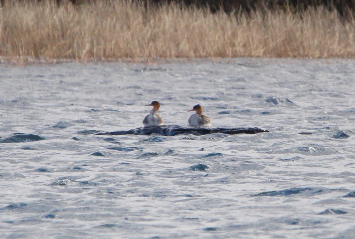 Red-breasted Merganser - ML644554343