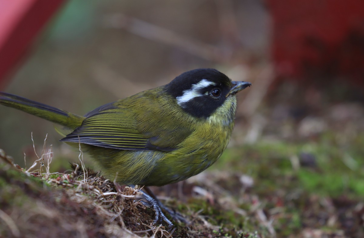 Sooty-capped Chlorospingus - ML644554346