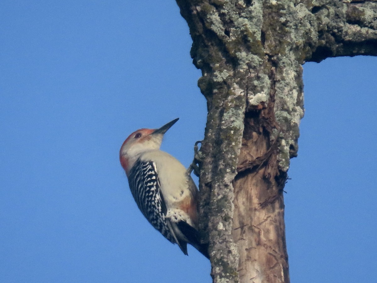 シマセゲラ - ML644554347