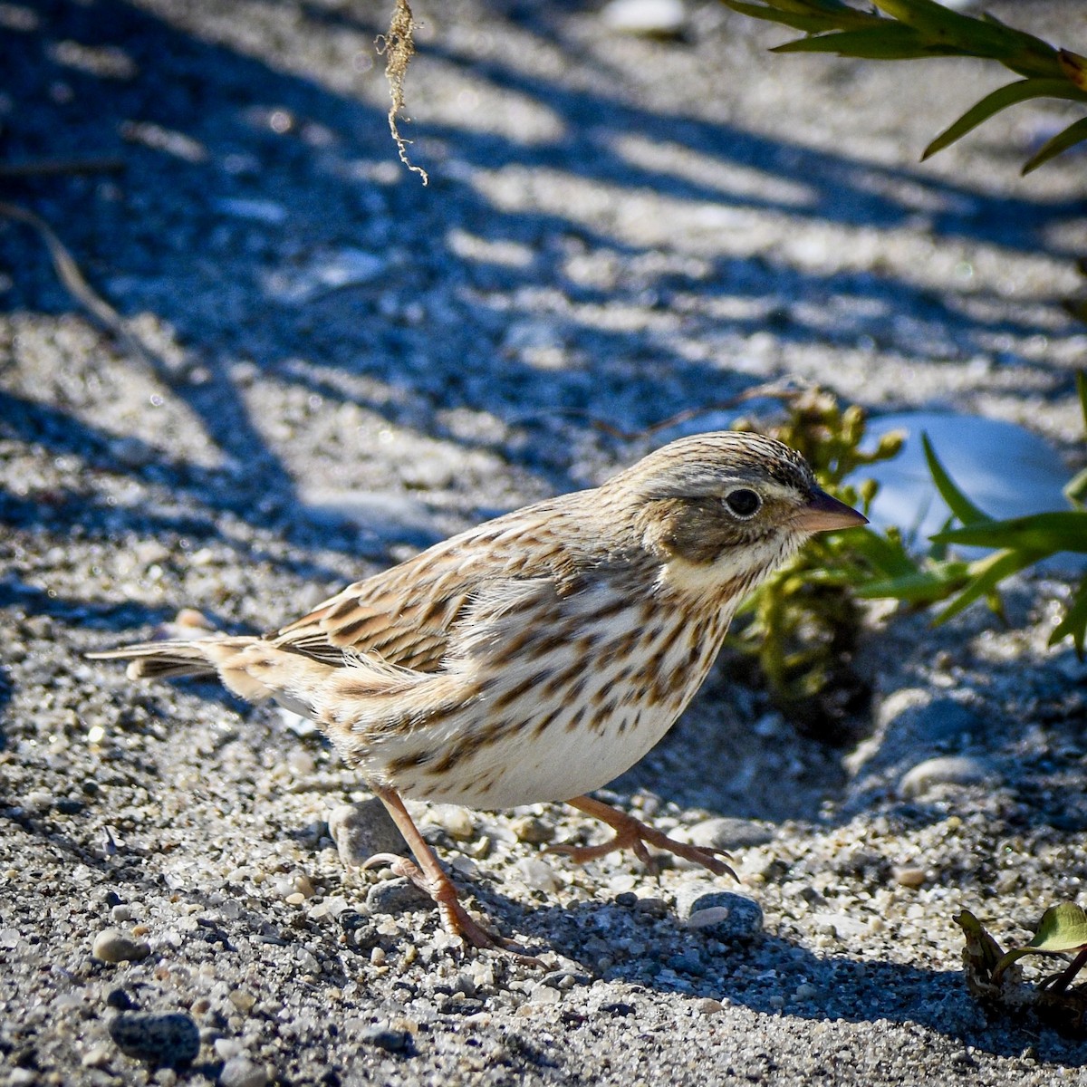 Savannah Sparrow (Ipswich) - ML644554348