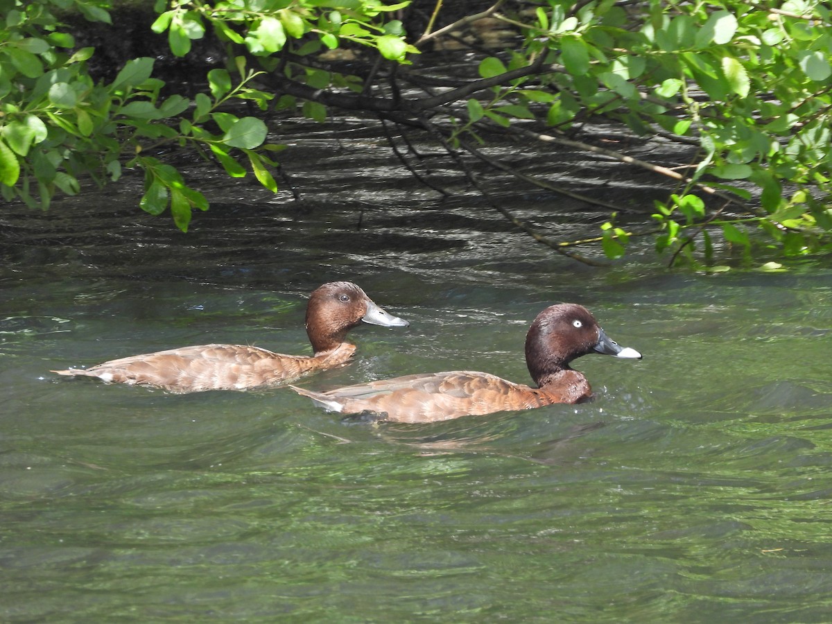 Hardhead - ML644554354