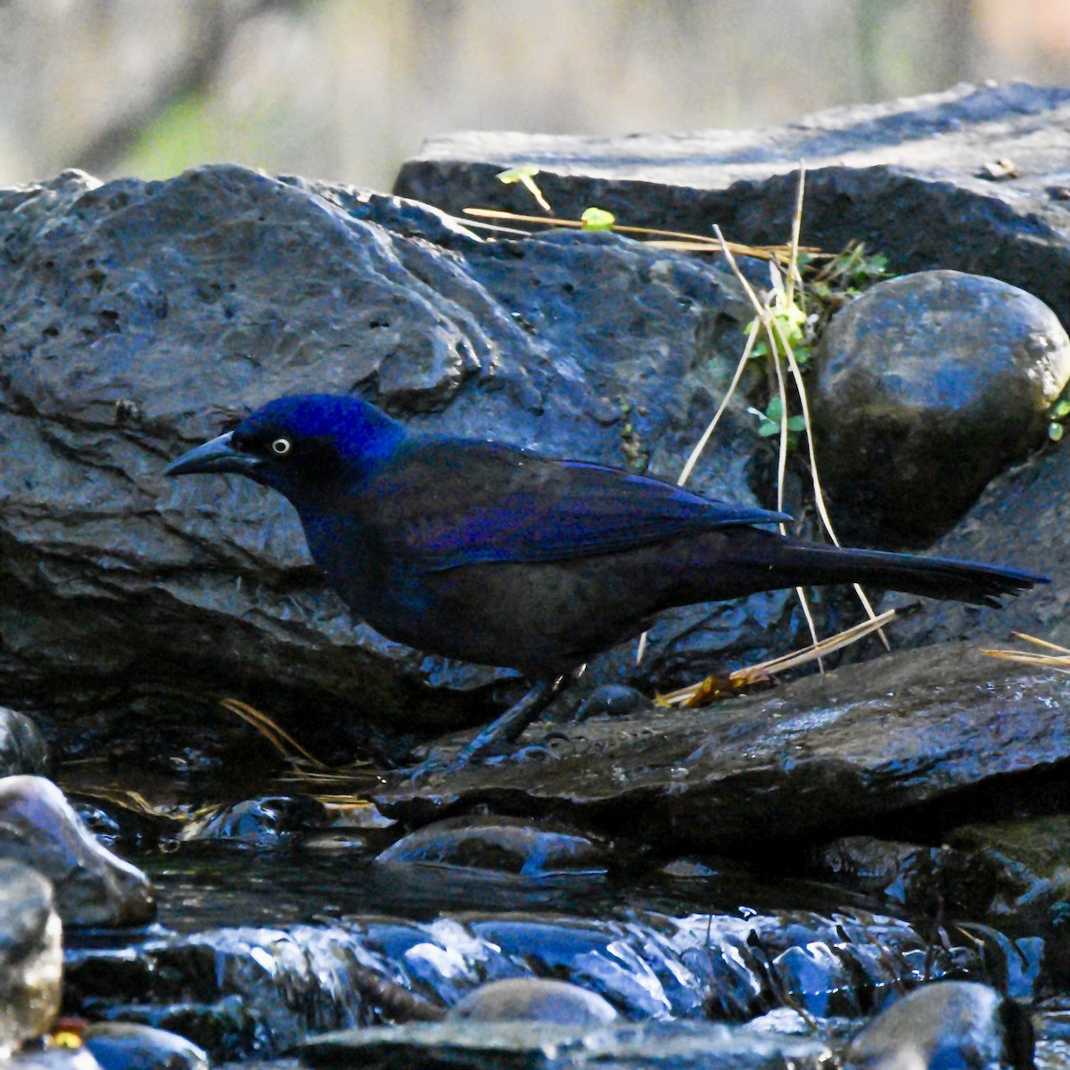 Common Grackle - ML644554357