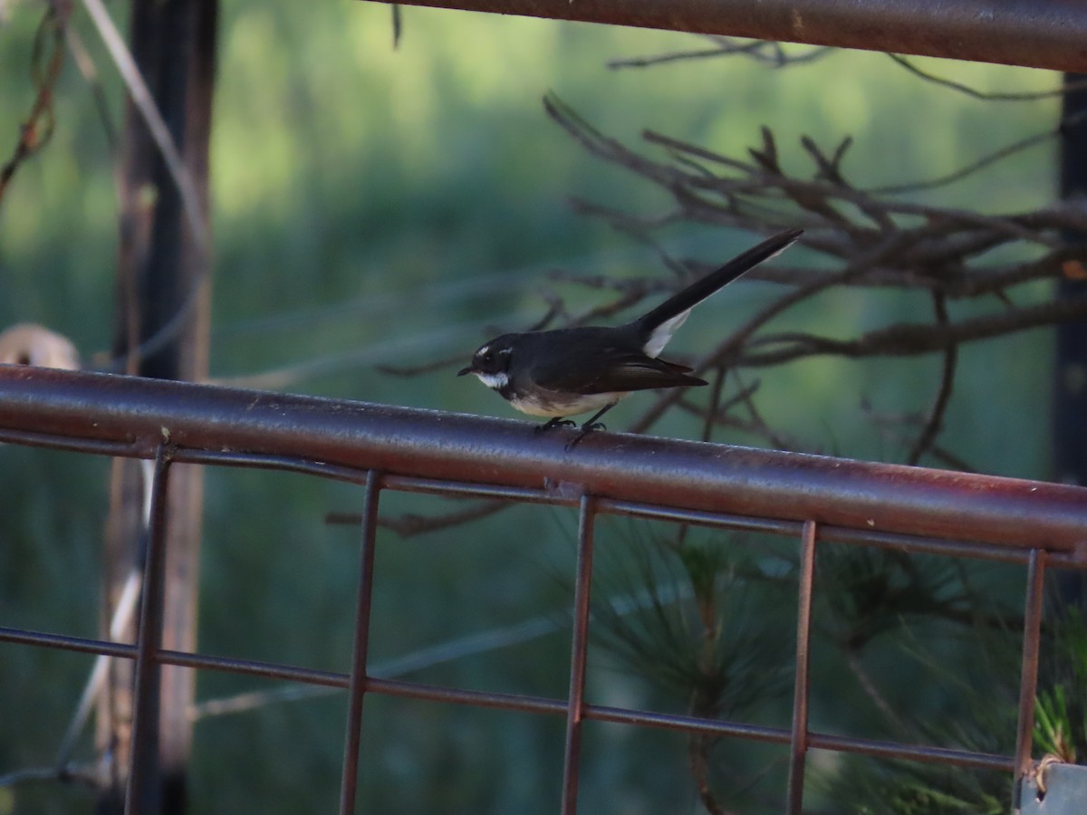 Gray Fantail - ML644554361