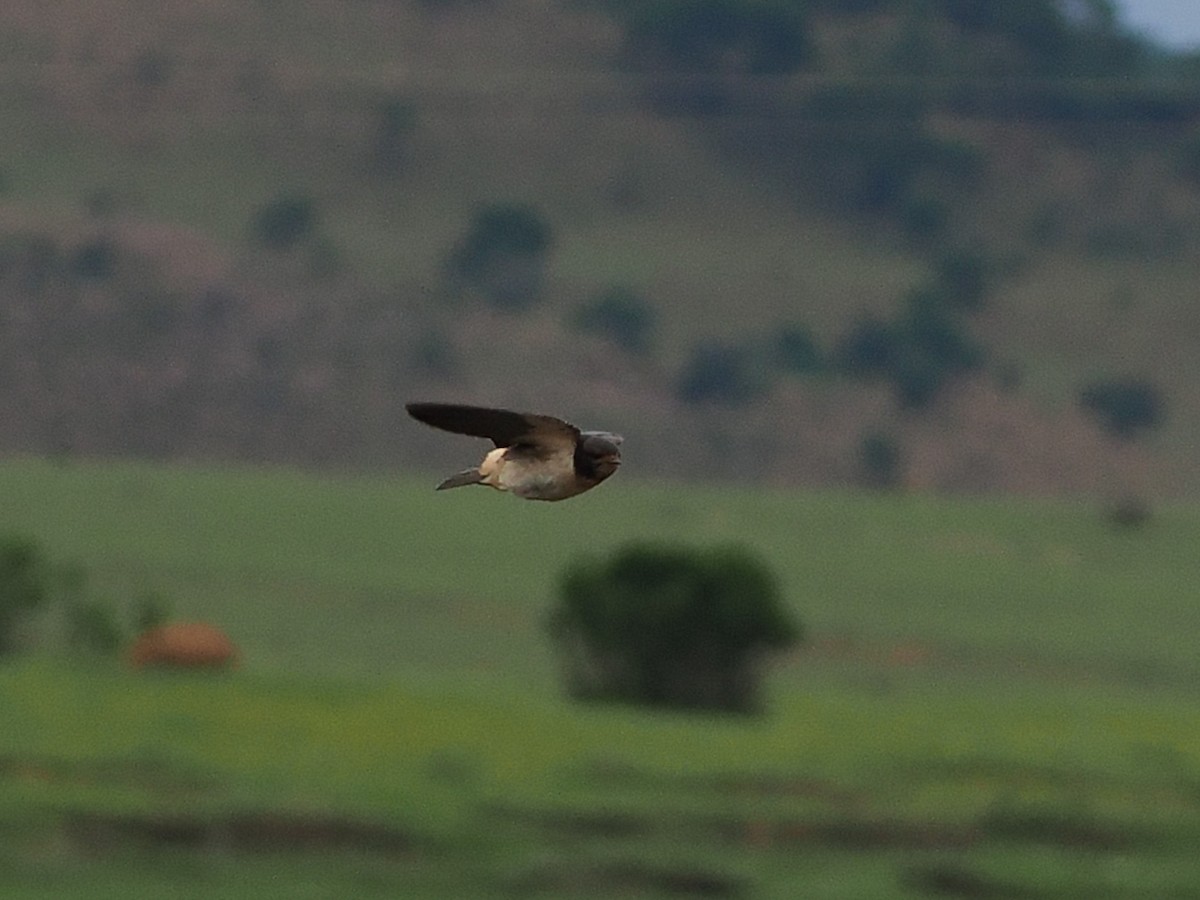 Klippenschwalbe - ML644554362