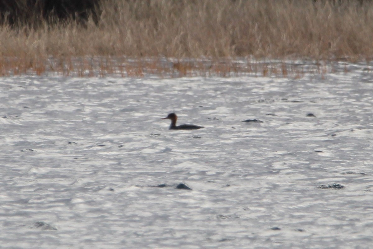 Red-breasted Merganser - ML644554363