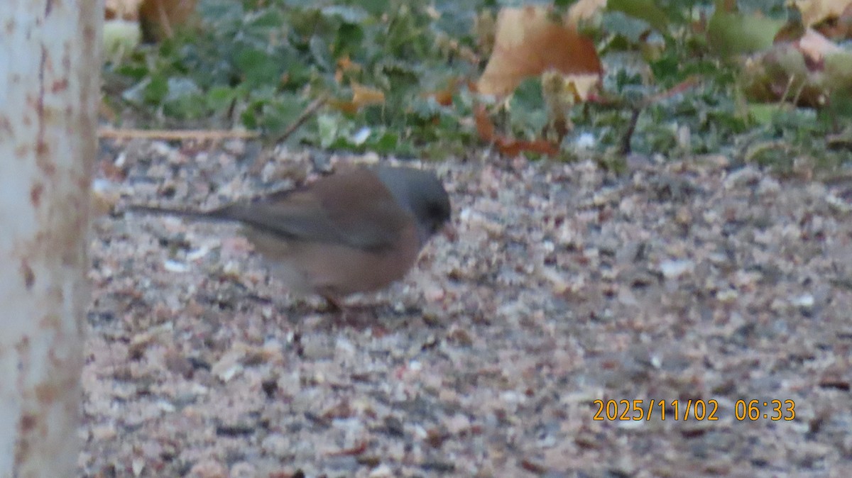 vinterjunko (mearnsi) - ML644554371