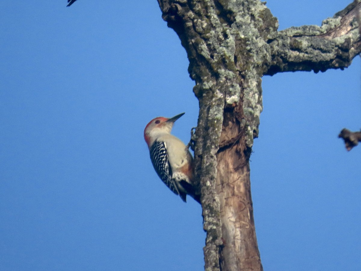 シマセゲラ - ML644554372