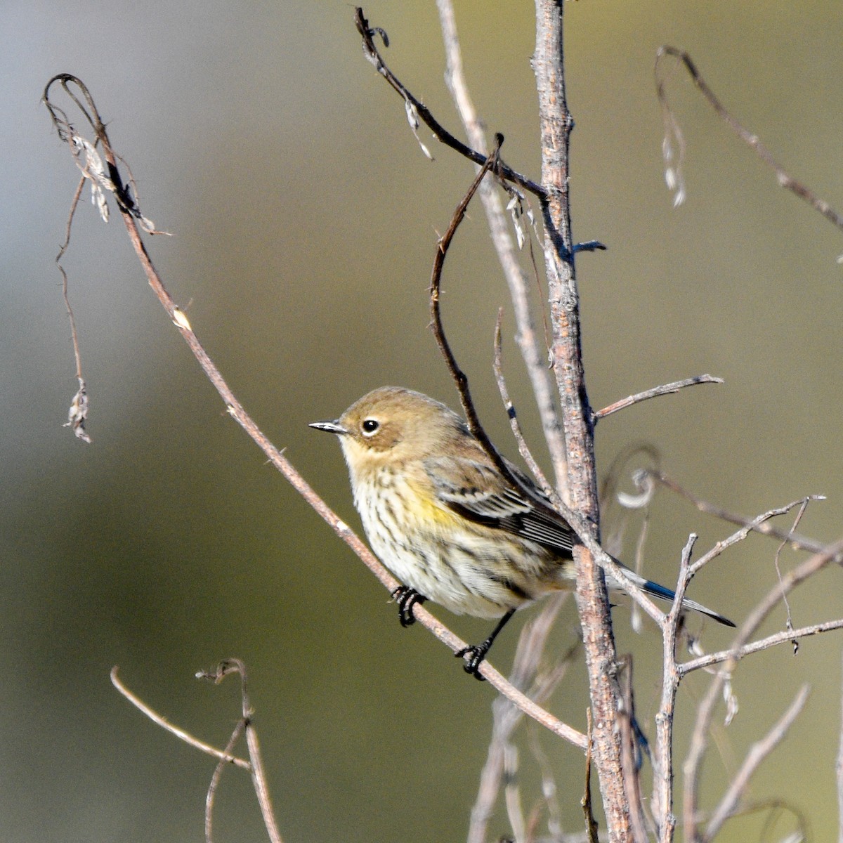 Yellow-rumped Warbler - ML644554375