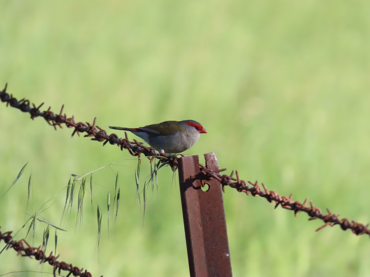 Red-browed Firetail - ML644554379