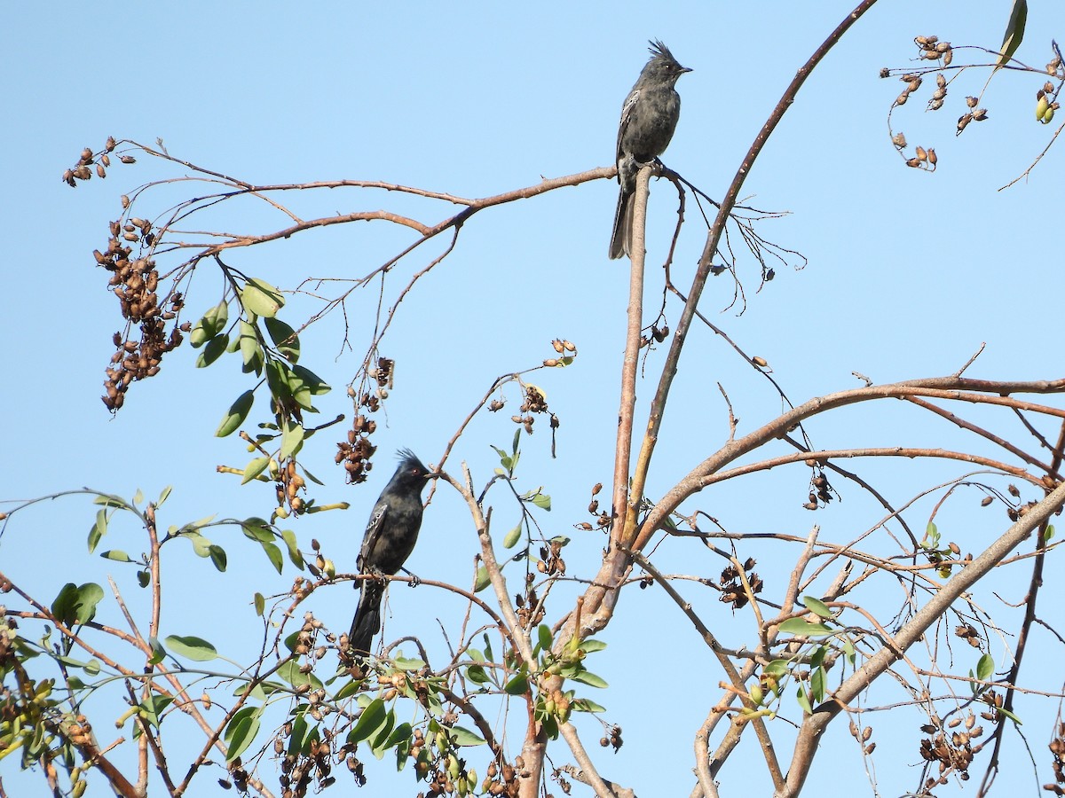 Phainopepla - ML644554381