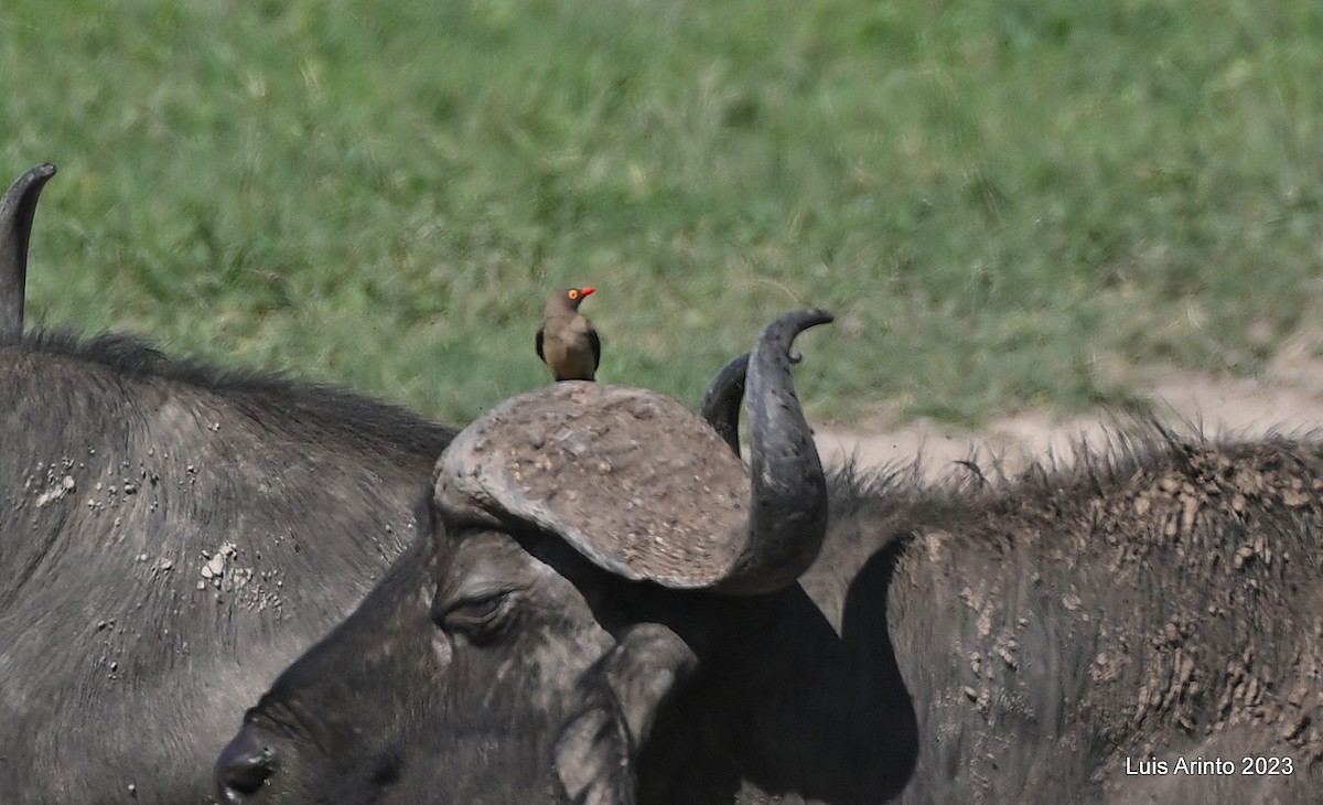 Red-billed Oxpecker - ML644554388