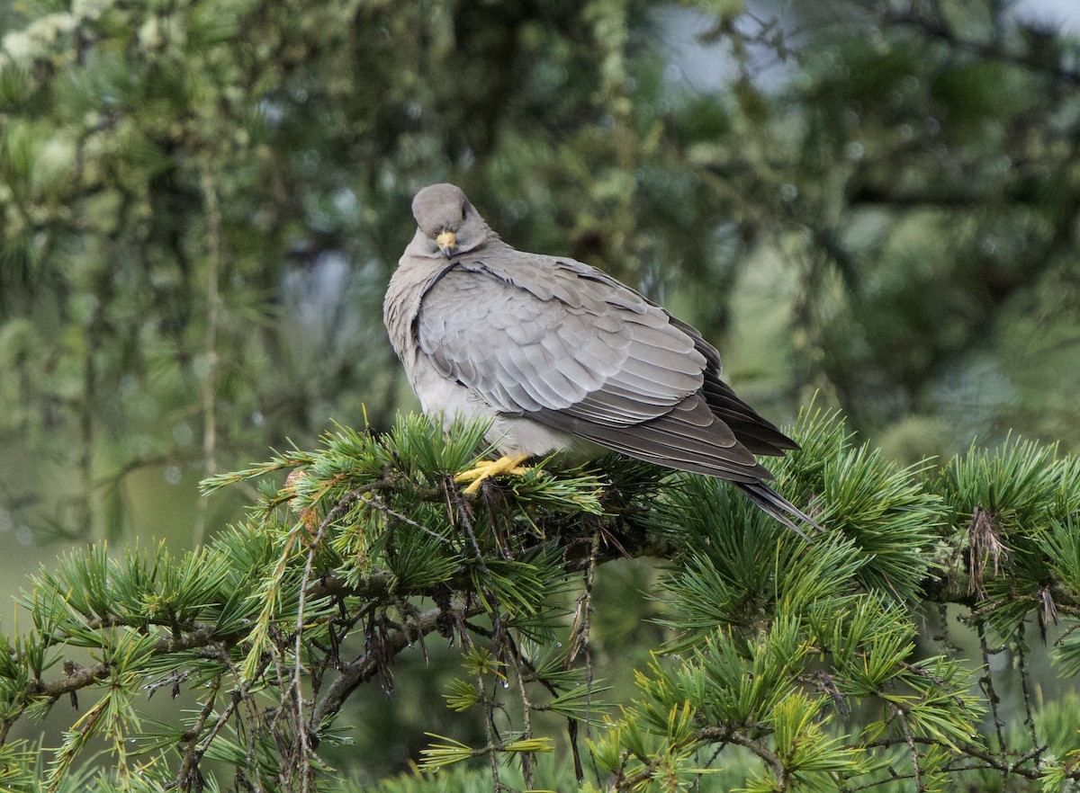 Band-tailed Pigeon (Northern) - ML644554391