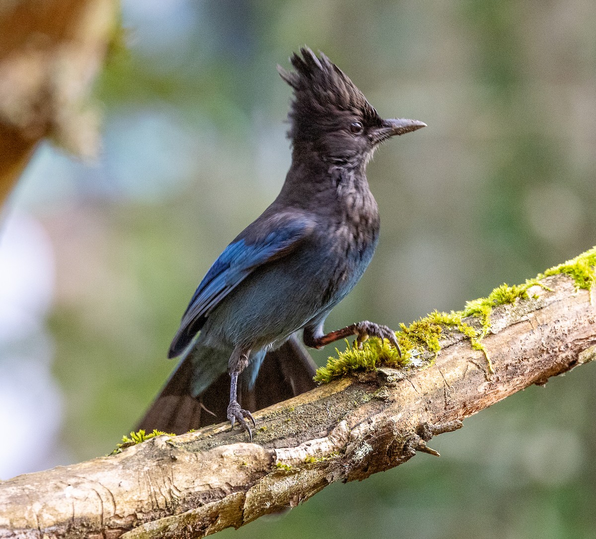 Steller's Jay - ML644554392