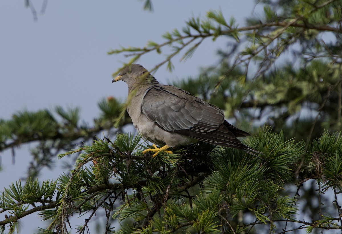 Band-tailed Pigeon (Northern) - ML644554393