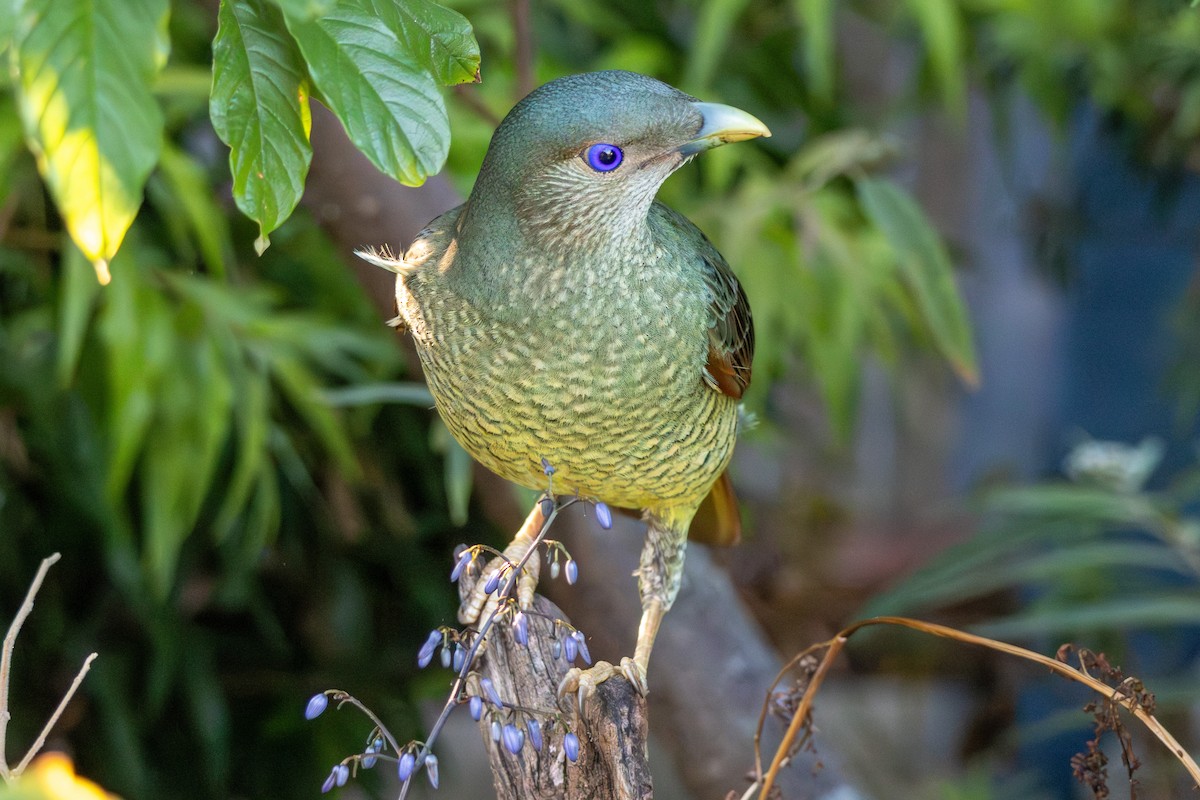 lemčík hedvábný - ML644554394