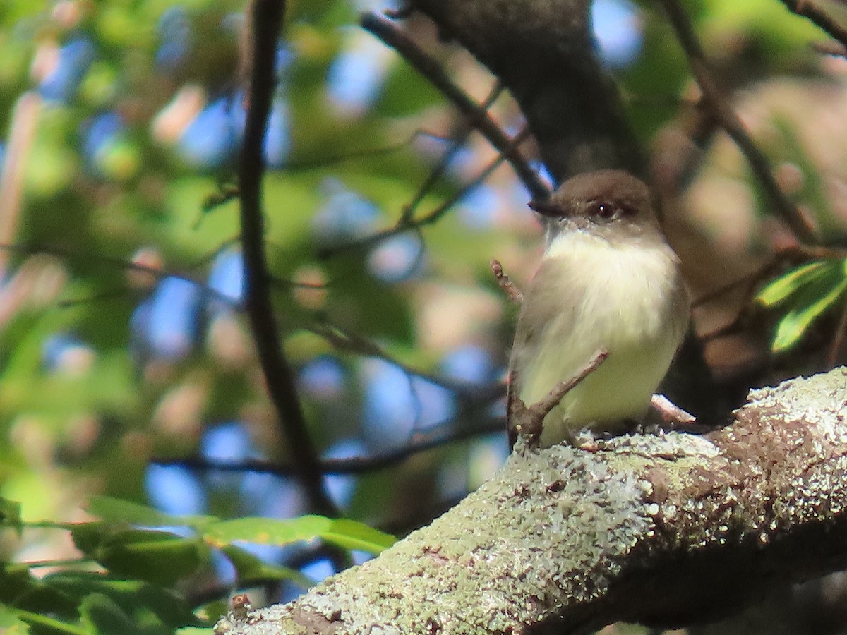 Eastern Phoebe - ML644554395