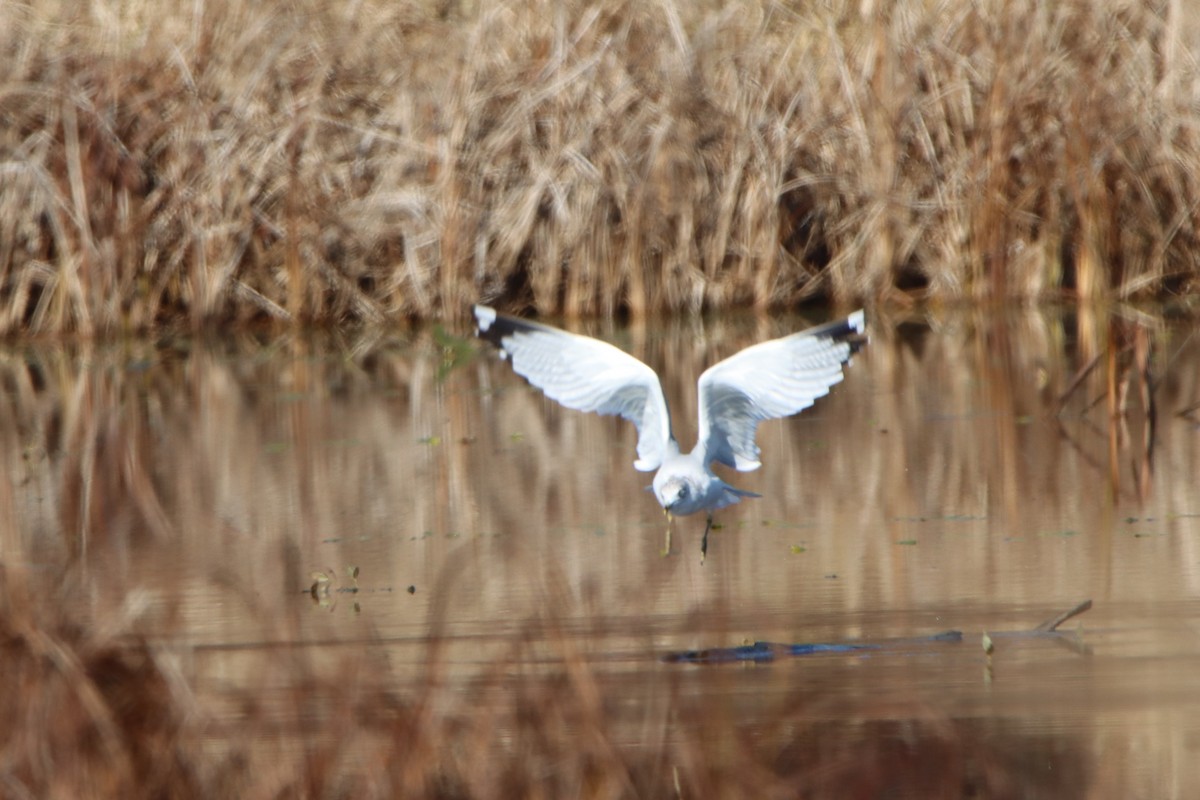 Ring-billed Gull - ML644554396