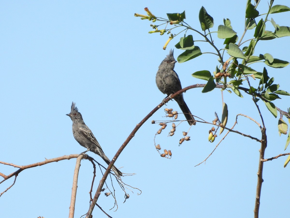 Phainopepla - ML644554397