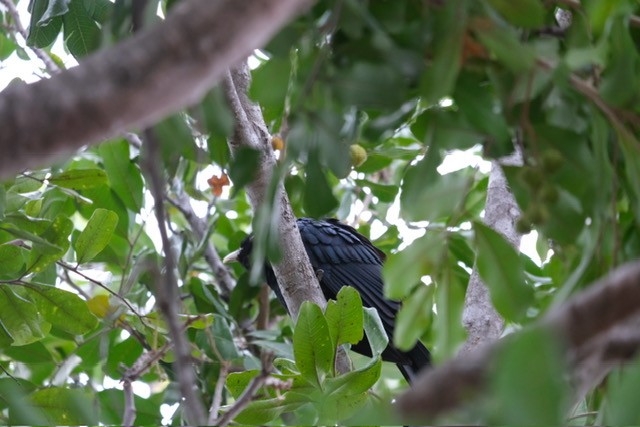 Pasifik Koeli (cyanocephalus/subcyanocephalus) - ML644554398