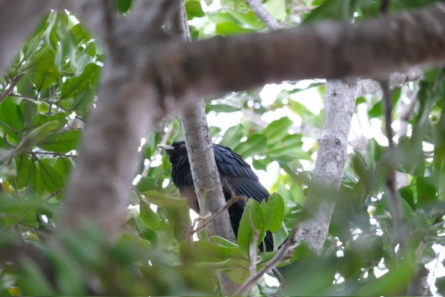 Pasifik Koeli (cyanocephalus/subcyanocephalus) - ML644554399