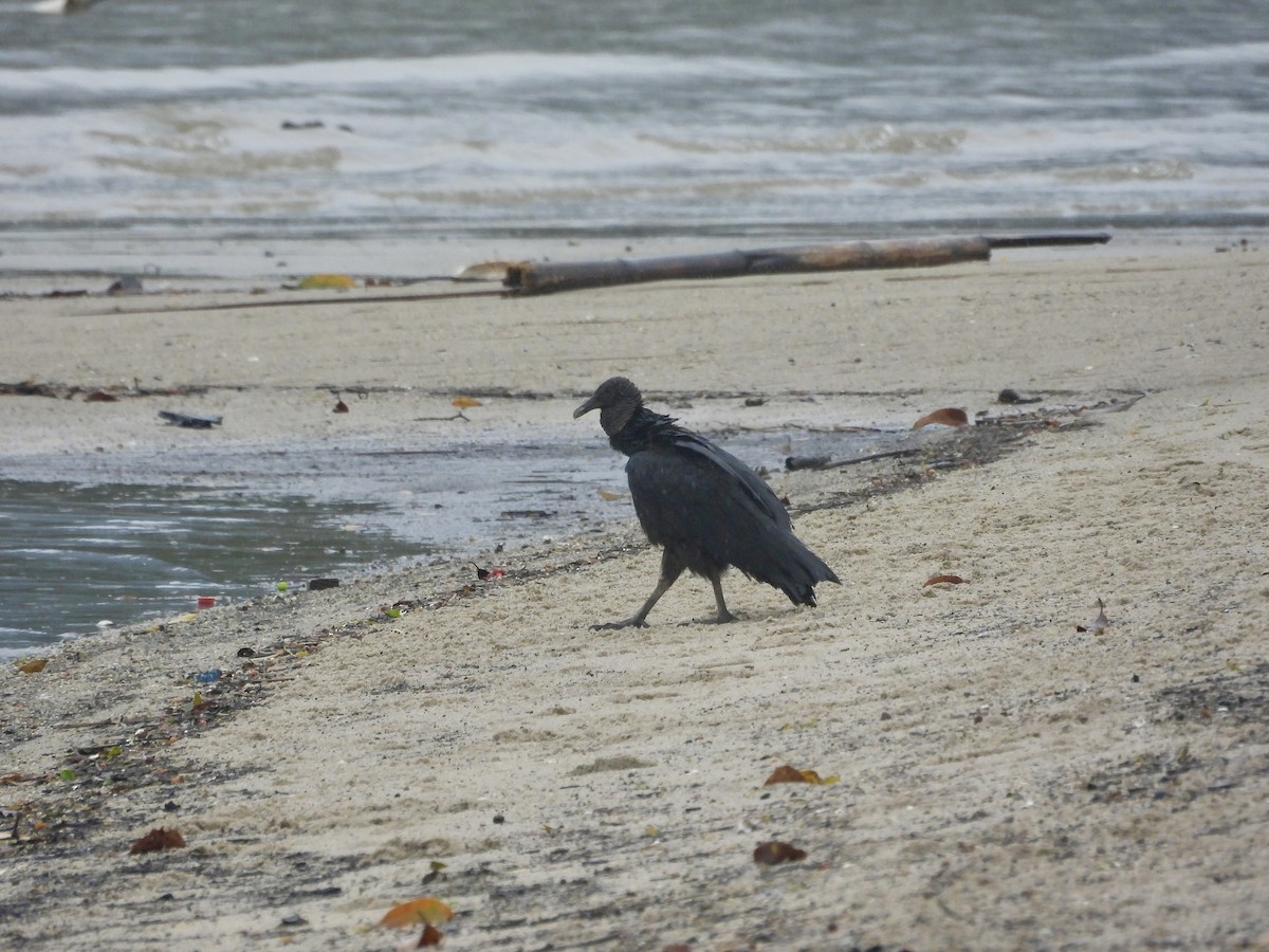 Black Vulture - ML644554400