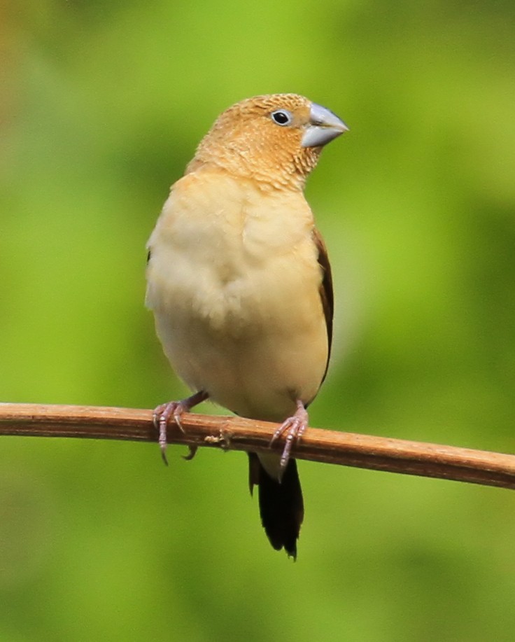 African Silverbill - ML644554401