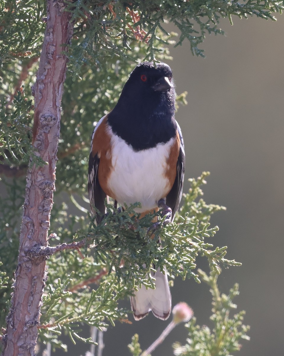Spotted Towhee - ML644554402