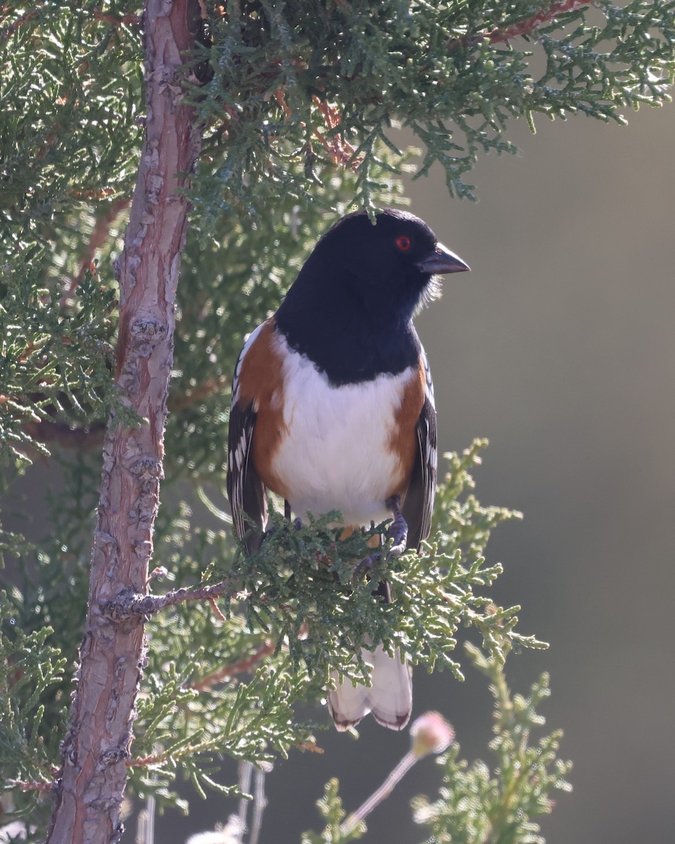 Spotted Towhee - ML644554403