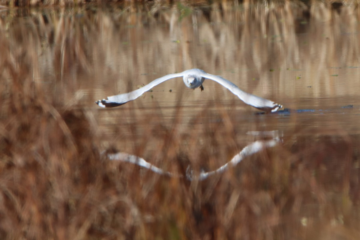 Ring-billed Gull - ML644554404