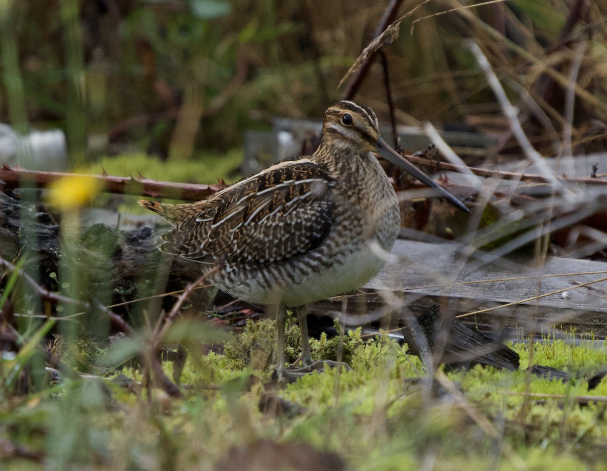 Wilson's Snipe - ML644554405