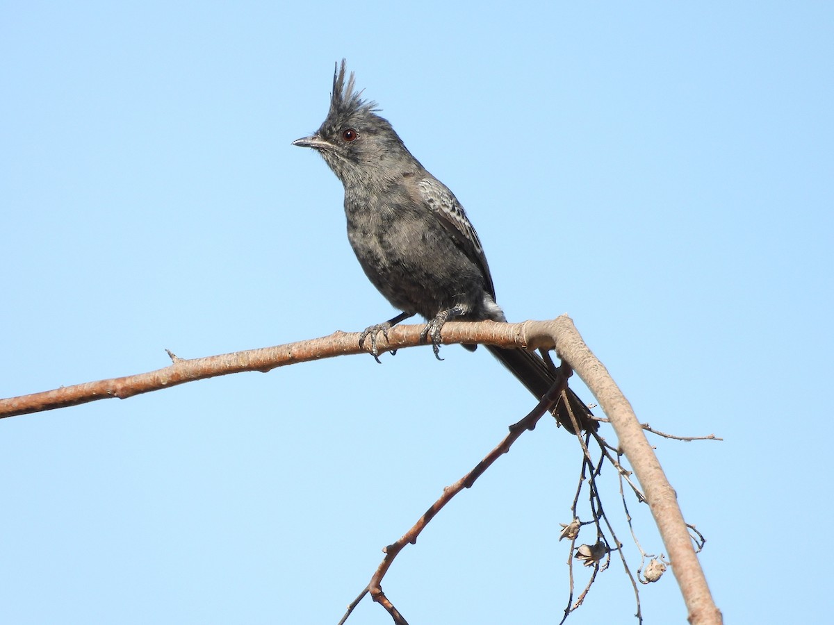 Phainopepla - ML644554406