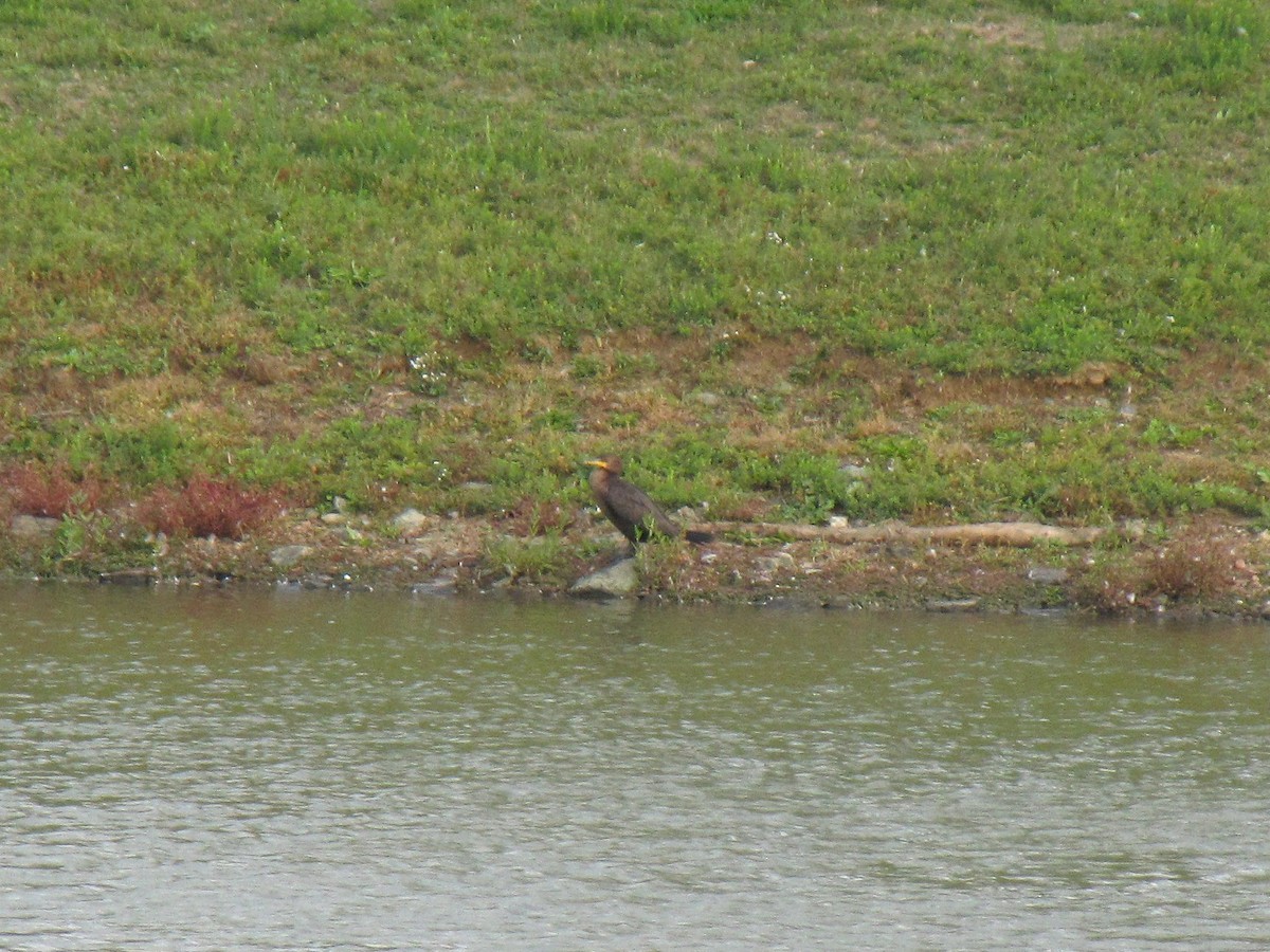 Double-crested Cormorant - ML644554407