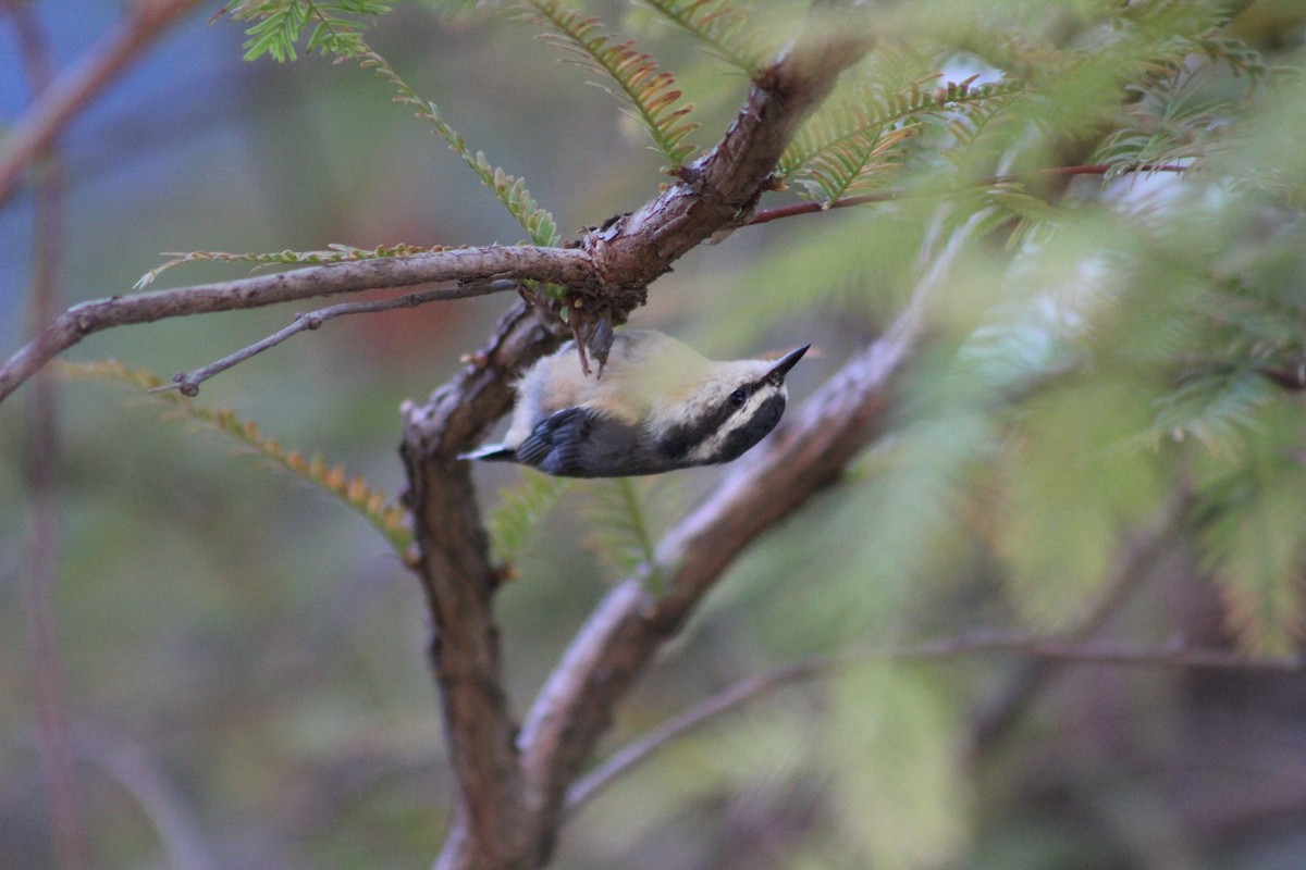 Red-breasted Nuthatch - ML644554408