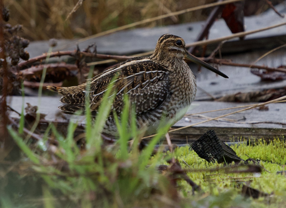 Wilson's Snipe - ML644554409