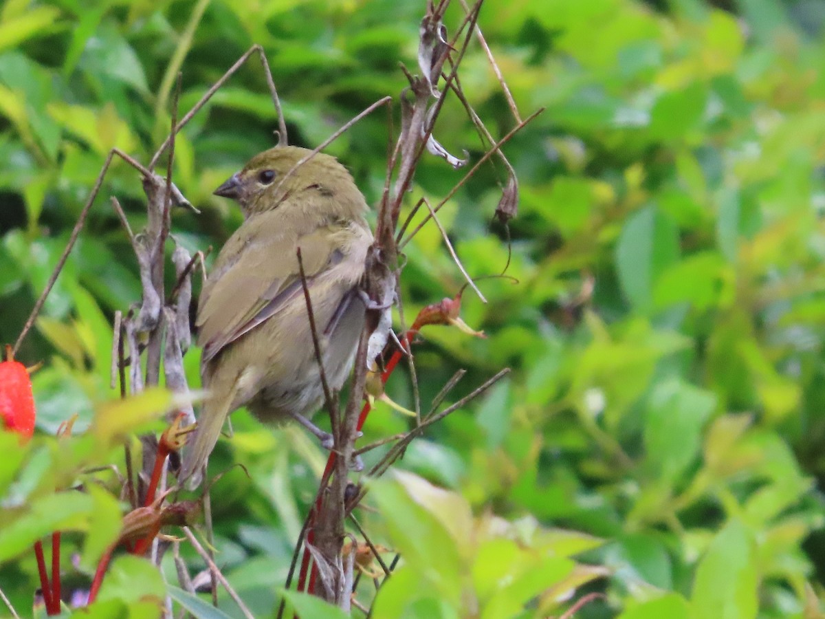 Yellow-faced Grassquit - ML644554410