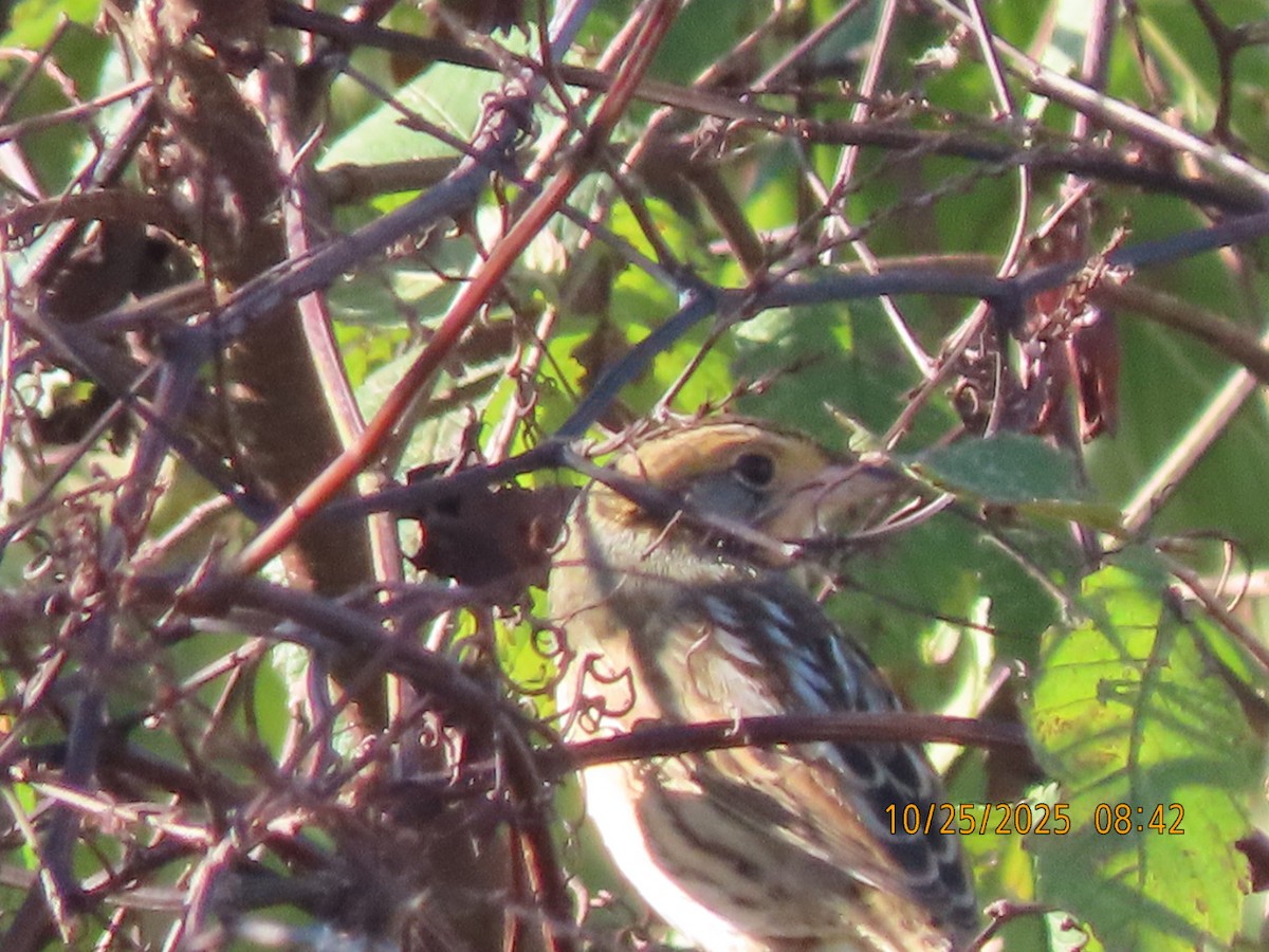 Nelson's Sparrow - ML644554411