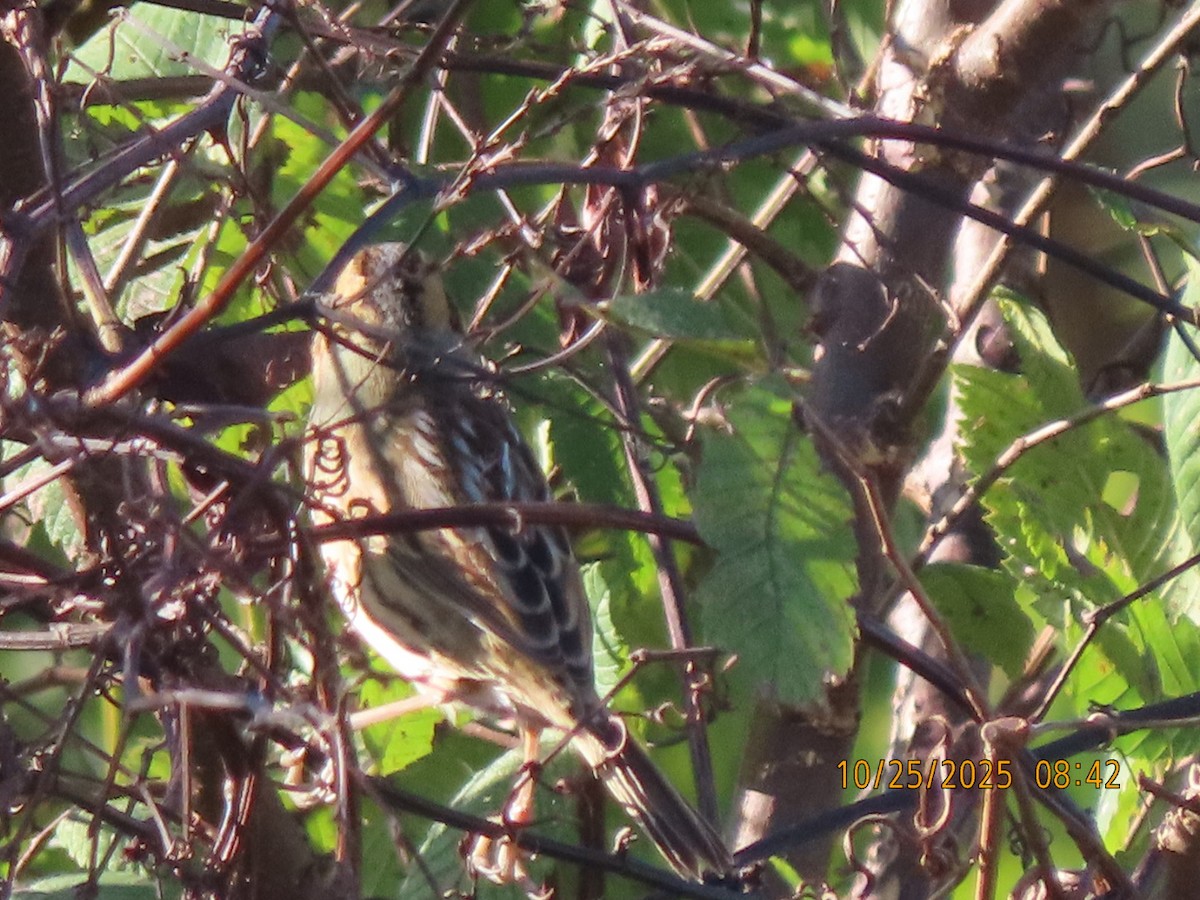 Nelson's Sparrow - ML644554412